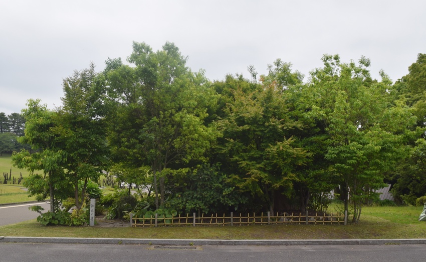 みんなの写真館／「雑木の庭」
