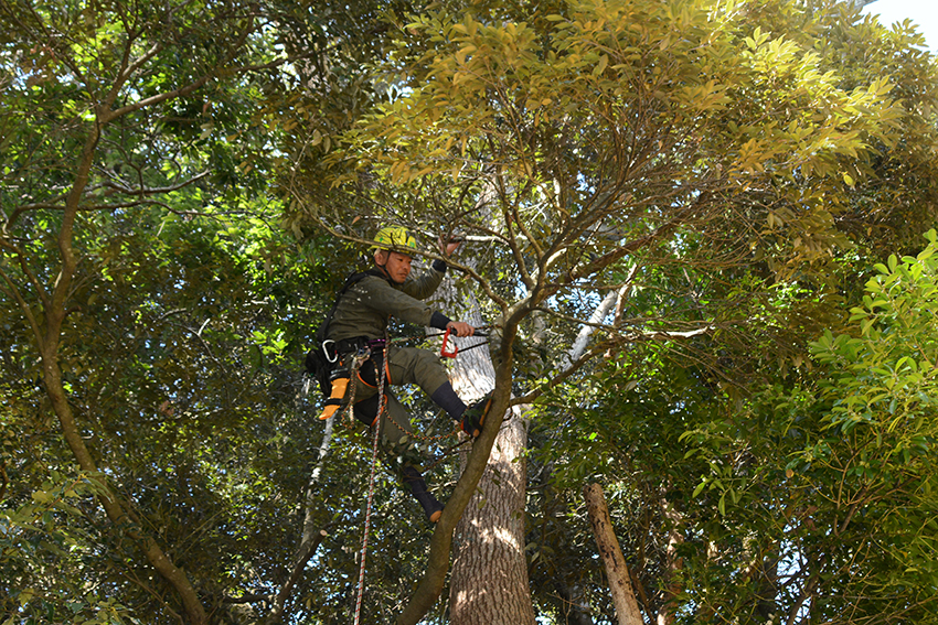 特殊伐採に注力