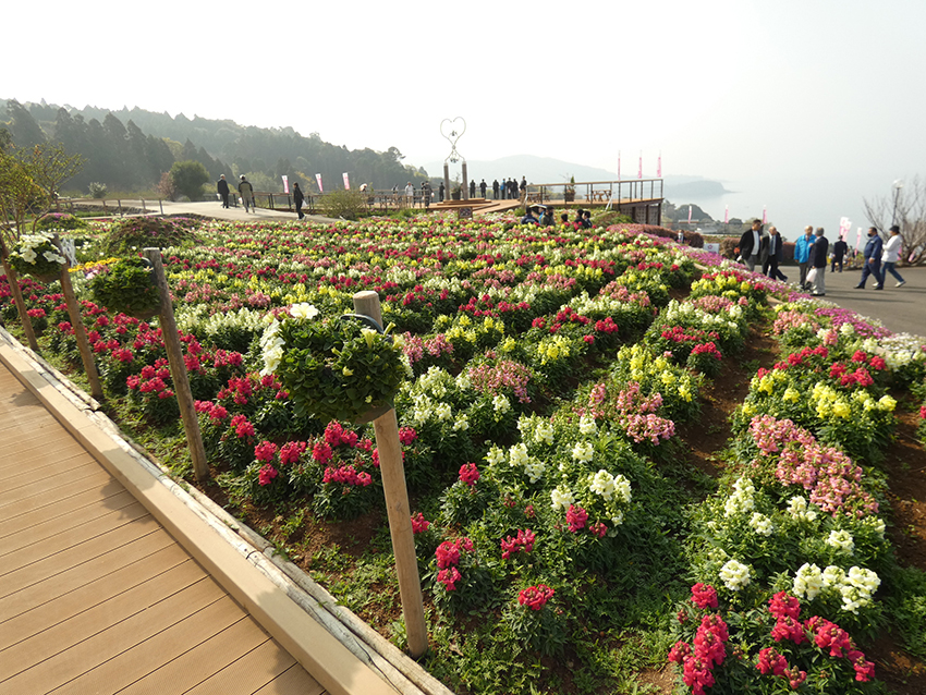 長島町で「花フェスタ」開幕